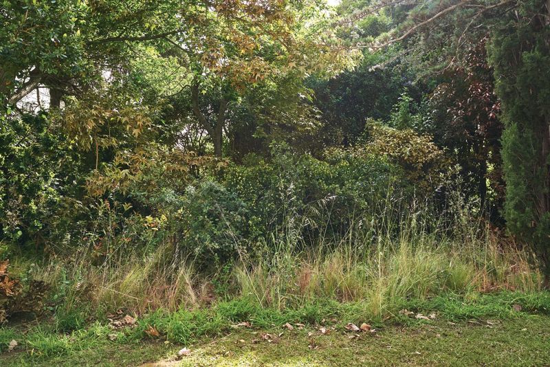 Dense or Overgrown Vegetation