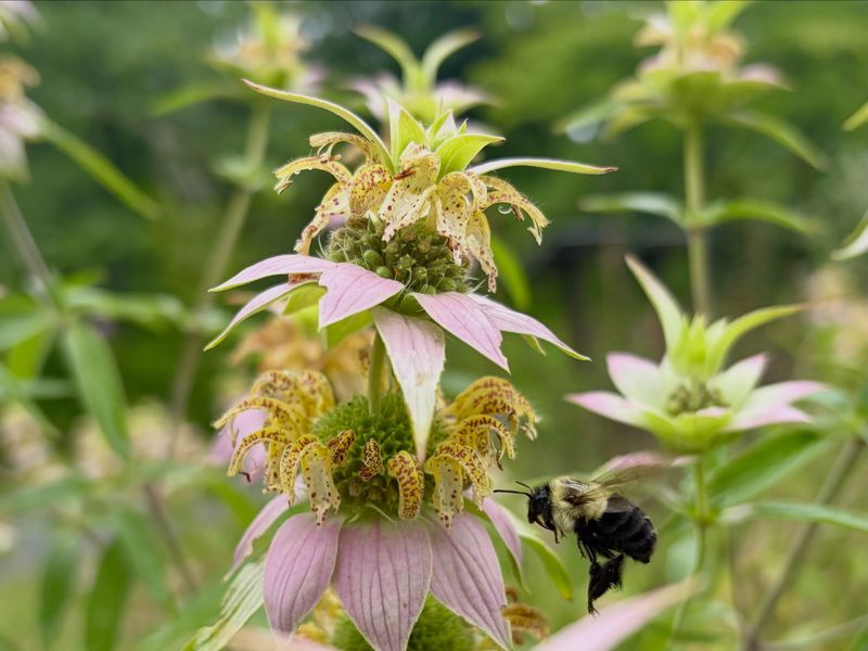 Recognize the flower heads and their real bloom window