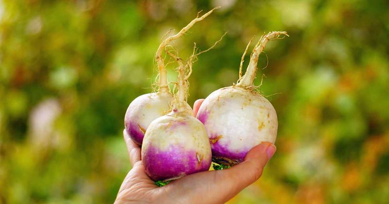 Turnips