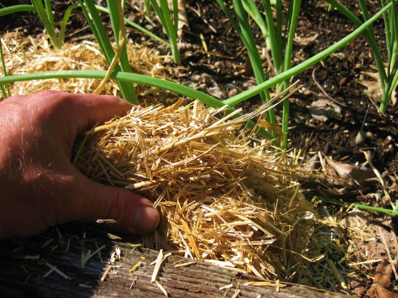 A loose cover can buffer garlic through winter