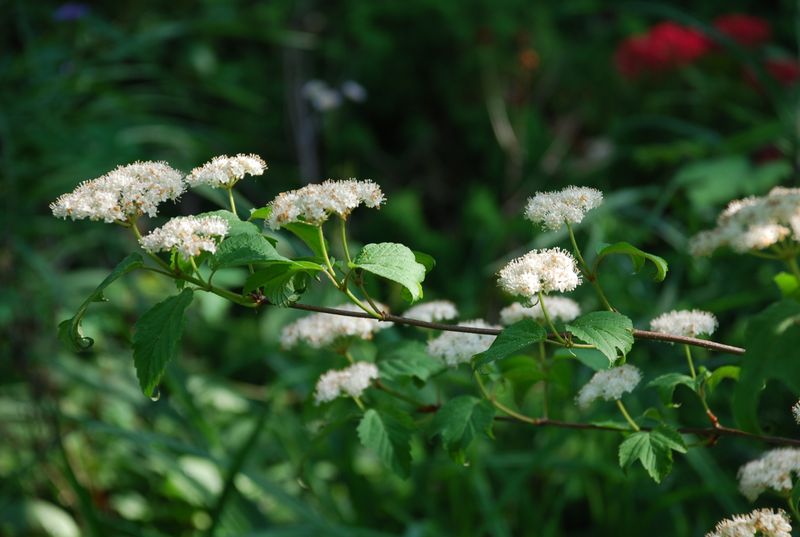 Monitor the site and rebuild the native understory