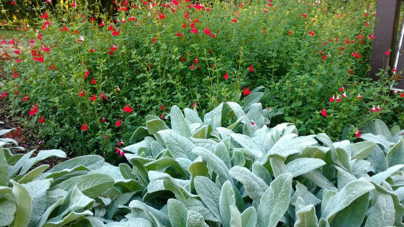 Why Some Plants Become Less Rewarding Browse