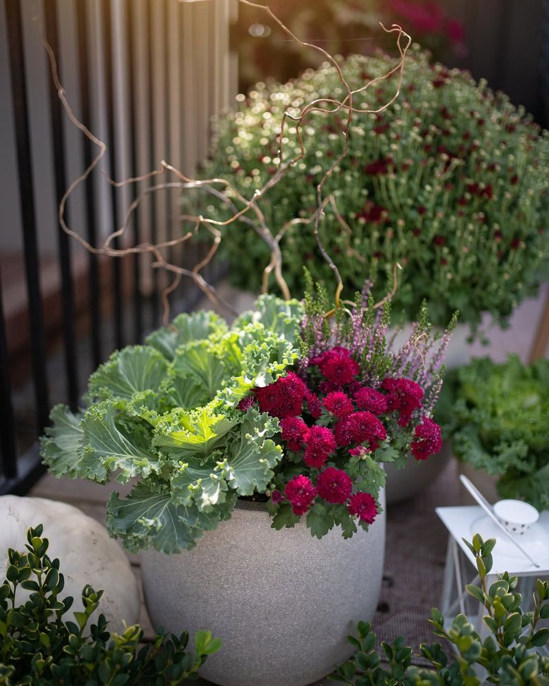 Treat the pot as seasonal color, not a winter guarantee