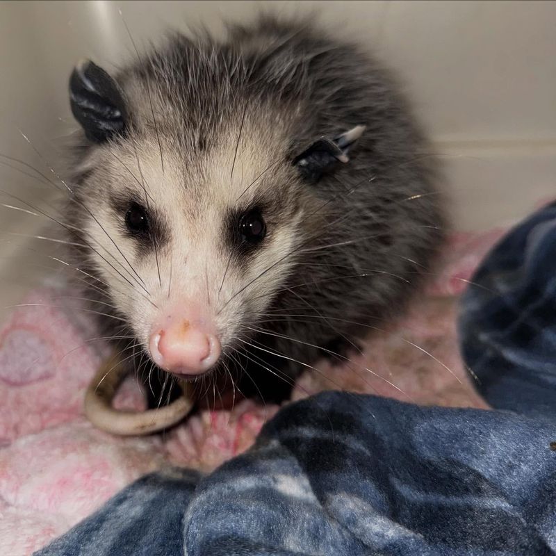 Know When an Opossum Needs Professional Help