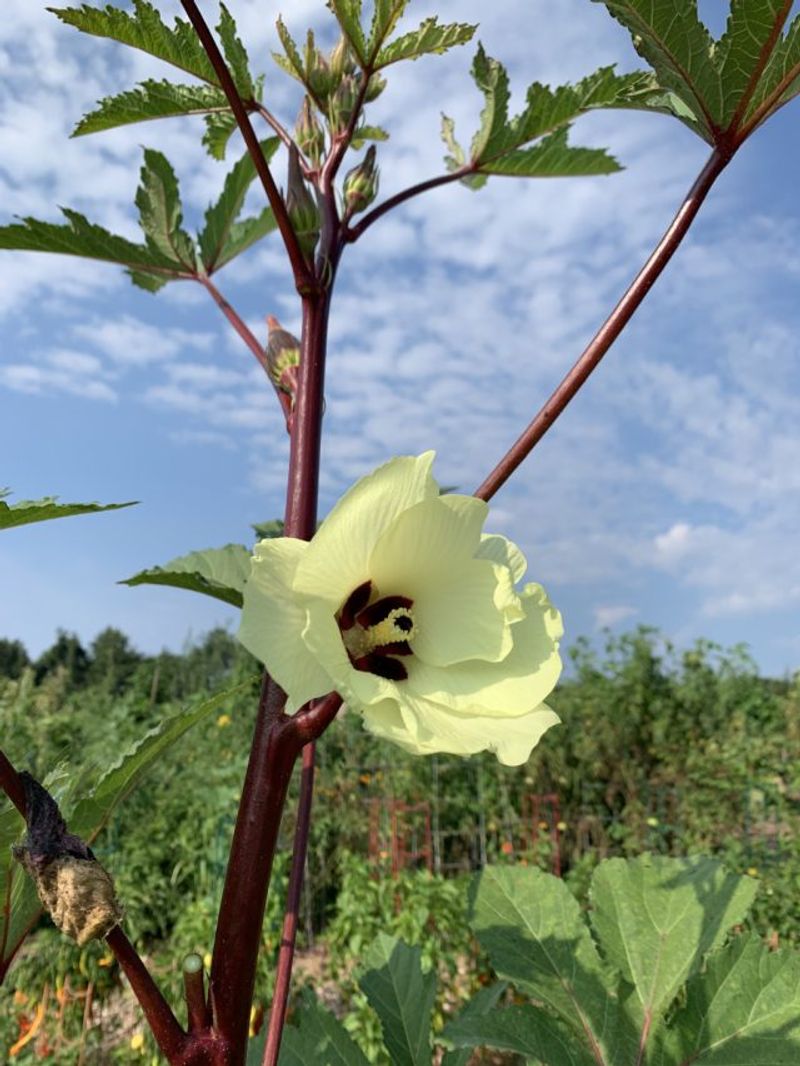 Okra