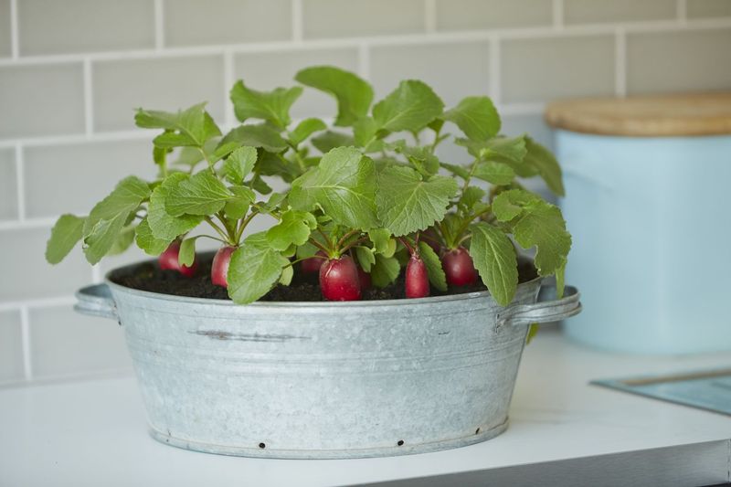 Radishes