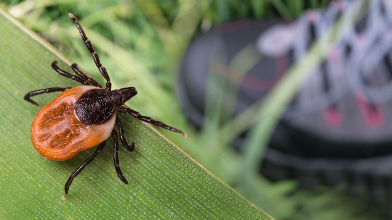 Keeping Your Fruit Trees Tick-Smart