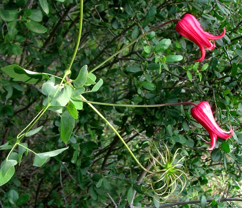 Scarlet Clematis (Clematis texensis)
