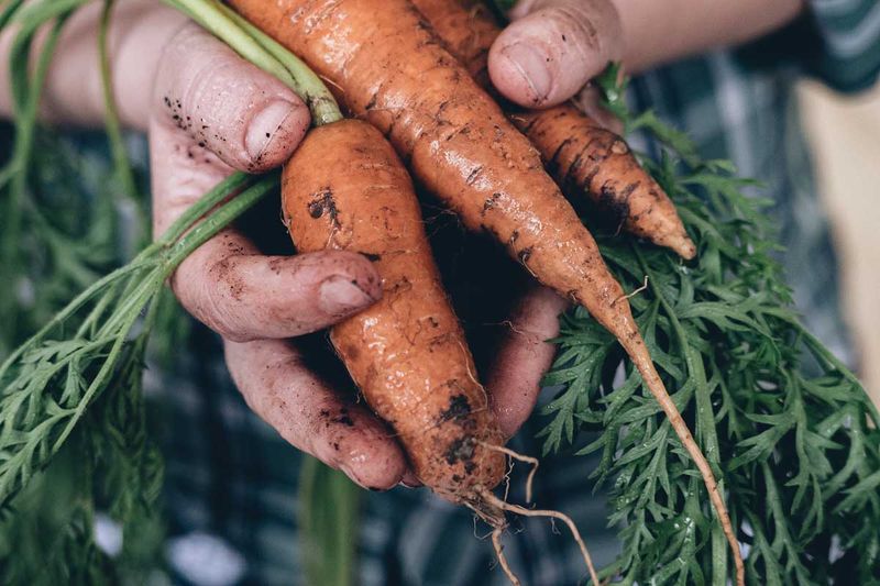 Harvesting Too Early or After Stress
