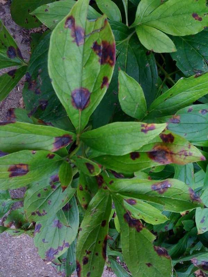 Keep an Eye Out for Disease