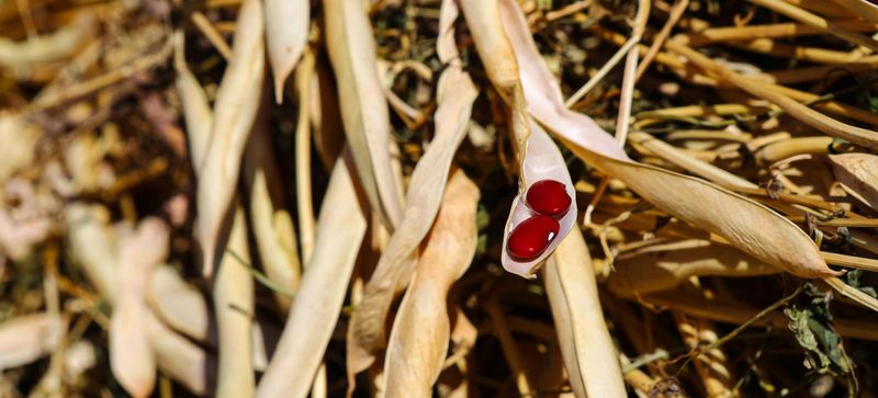 Dry Beans You Let Mature On The Vine
