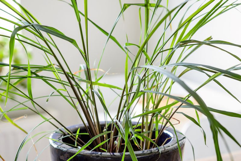 Lemongrass