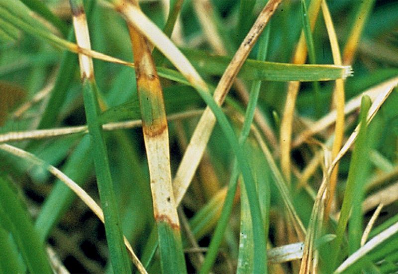 Dollar Spot Disease