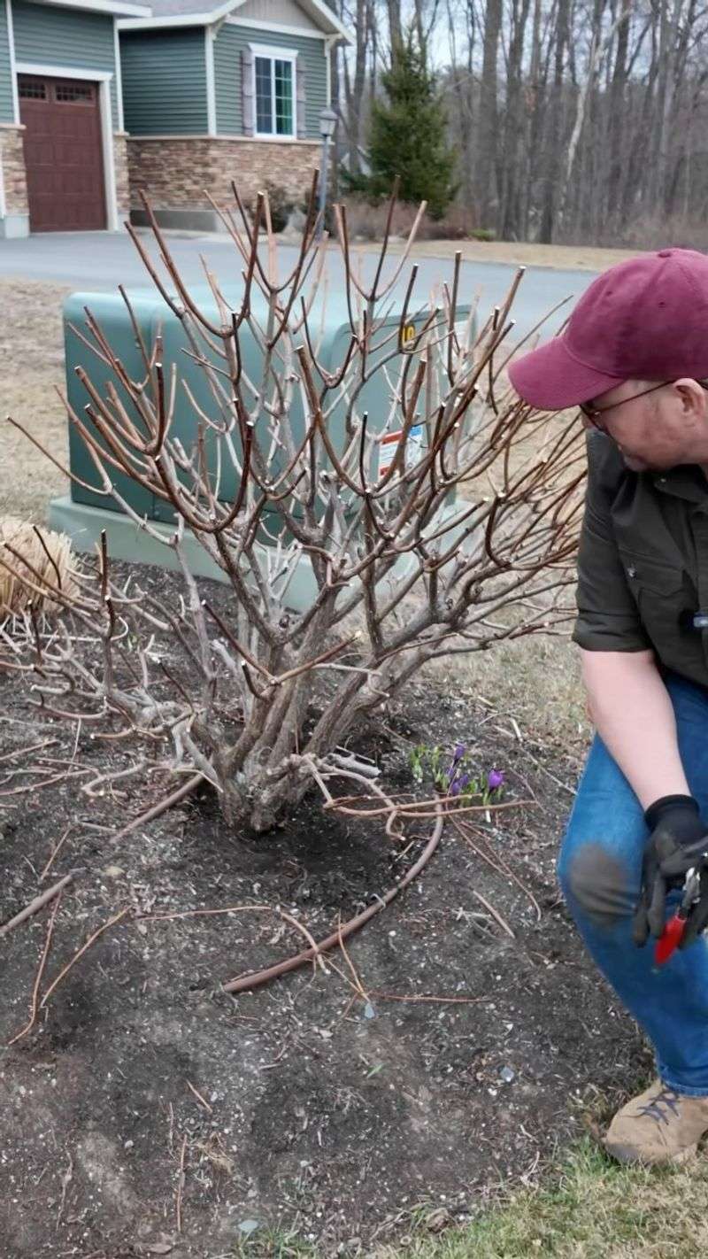 Pruning New-Wood Hydrangeas Too Late in the Season
