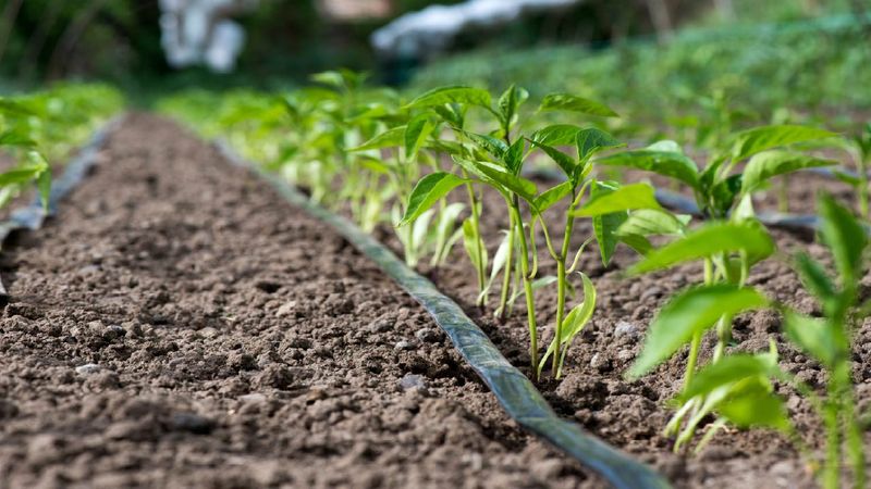Keep moisture even and avoid excess nitrogen