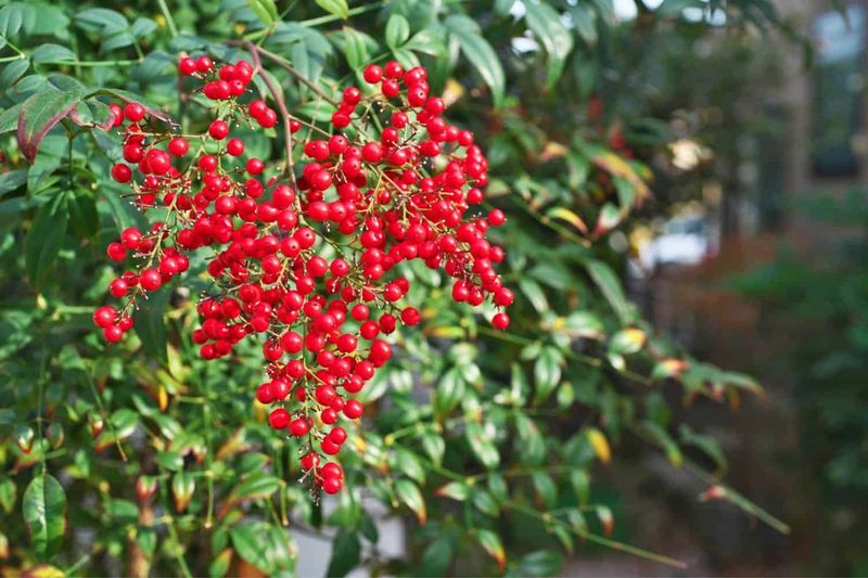 Nandina (Heavenly Bamboo)