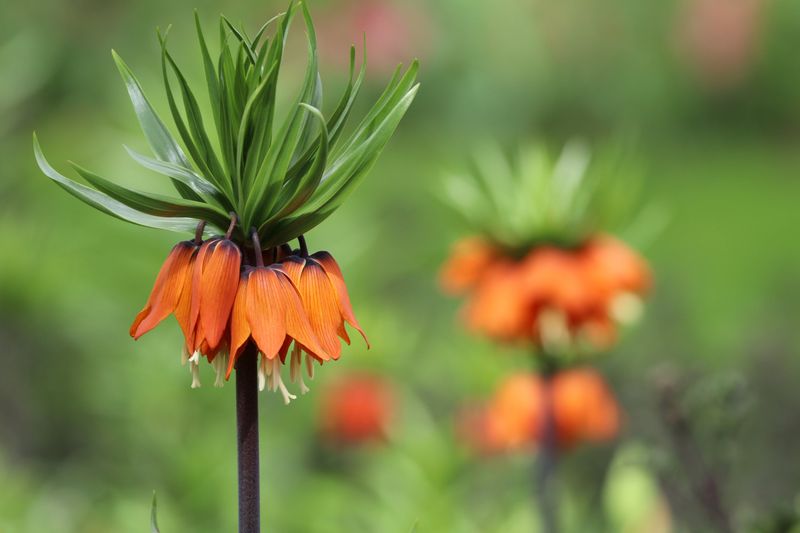 Fritillaria