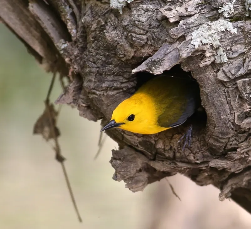 Protect nests, pets, and feeder areas