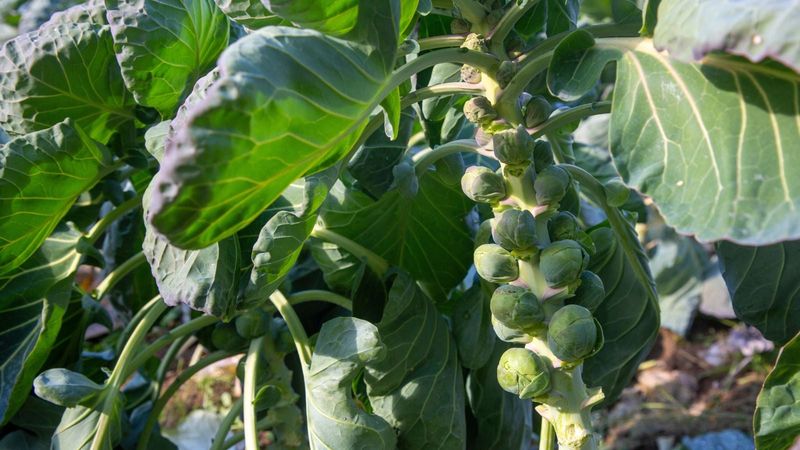 Cool growing conditions and steady moisture still matter