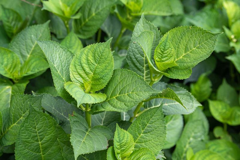 When Hydrangeas Fail to Flower, Check Several Causes
