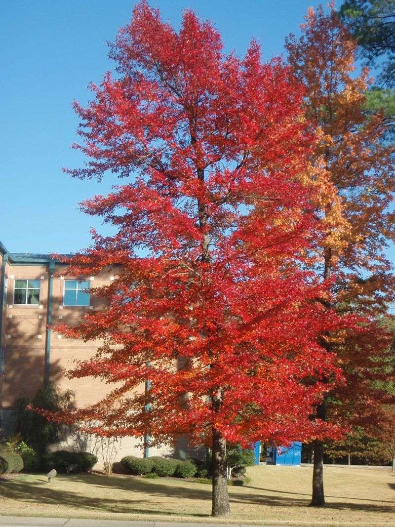 Why Blackgum Deserves a Closer Look