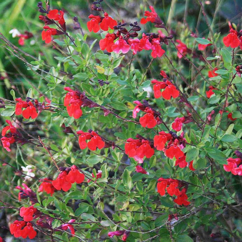Autumn Sage (Salvia greggii)