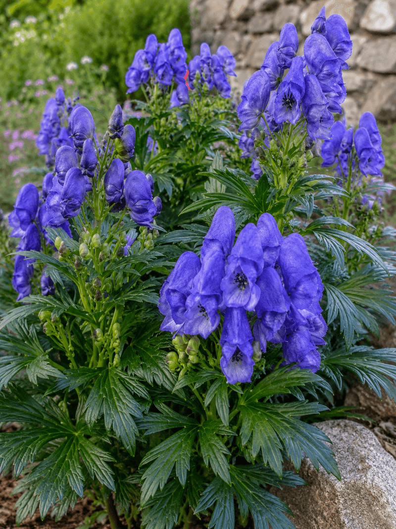 Monkshood (Aconitum)