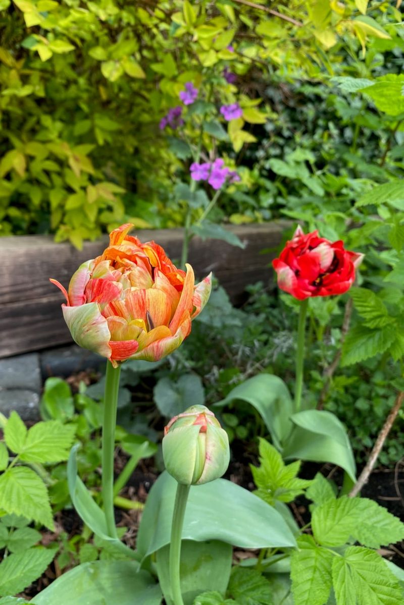 Tulips can decline for reasons beyond planting depth