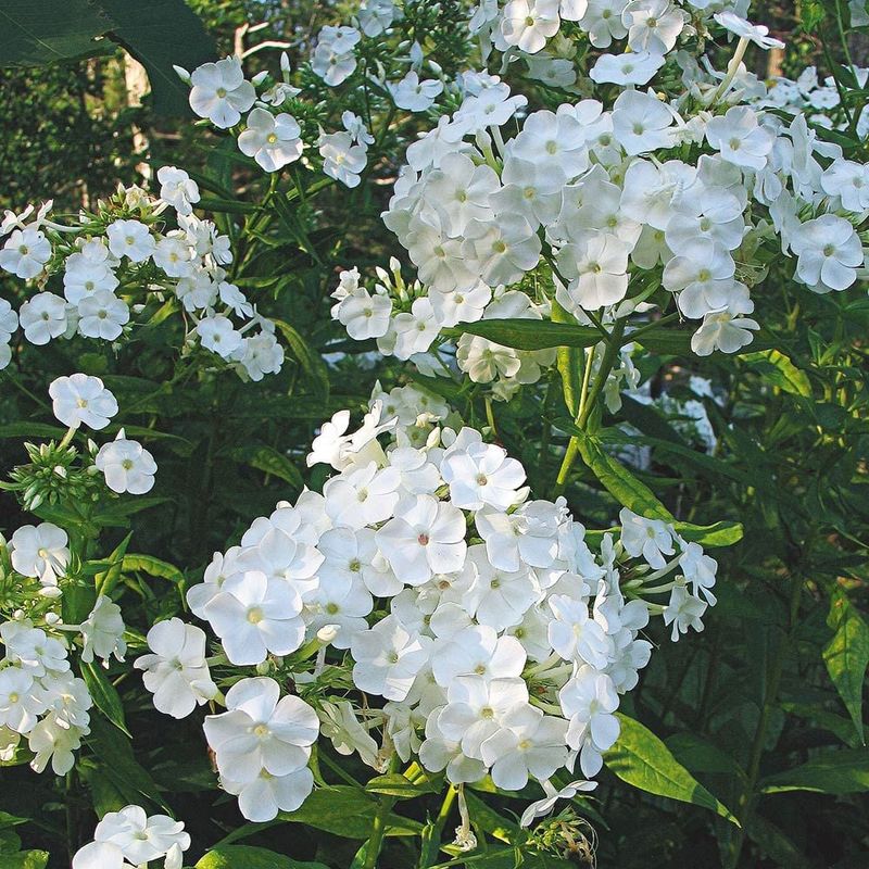 White Garden Phlox