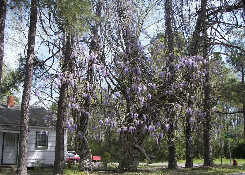 Chinese and Japanese Wisteria