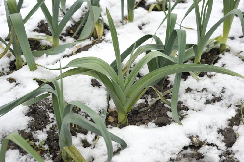 Leeks