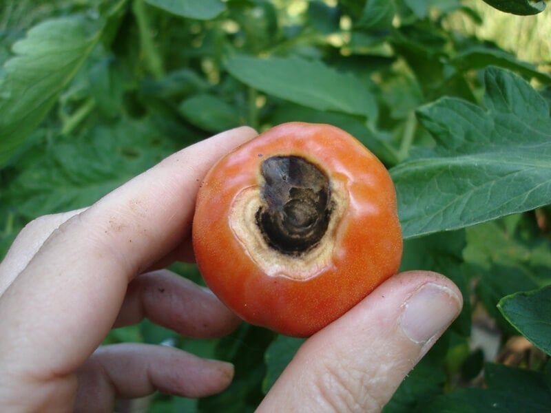 Remove damaged fruit and protect the harvest that remains