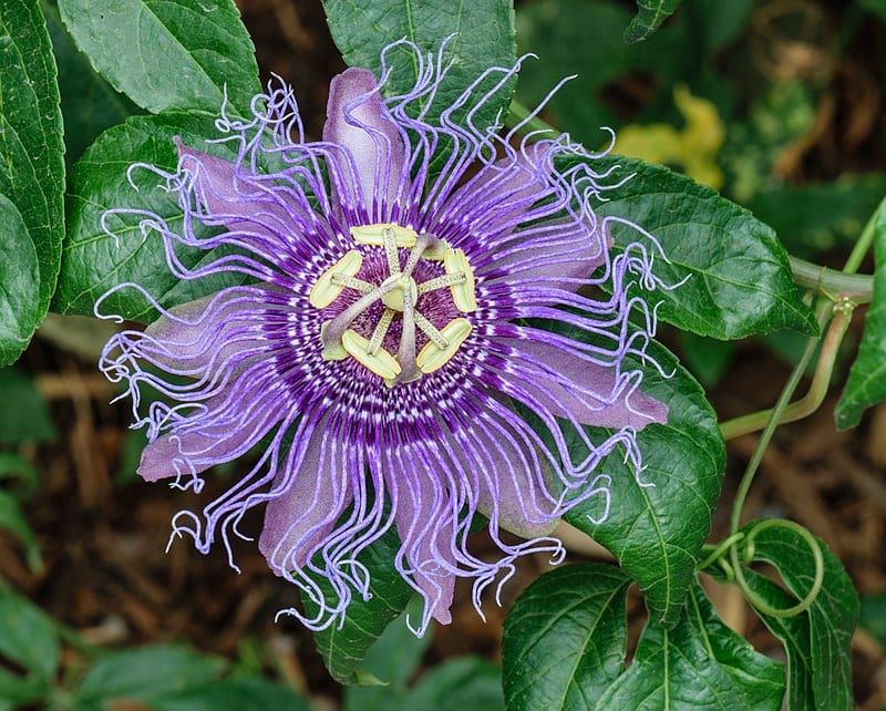 Passionflower / Maypop (Passiflora incarnata)