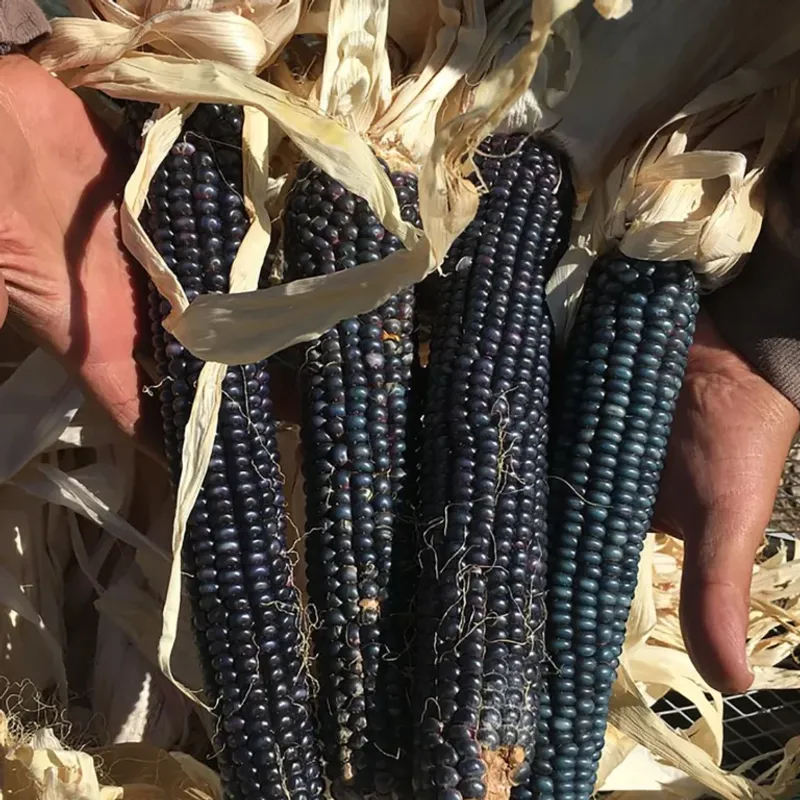 Georgia Blue Corn
