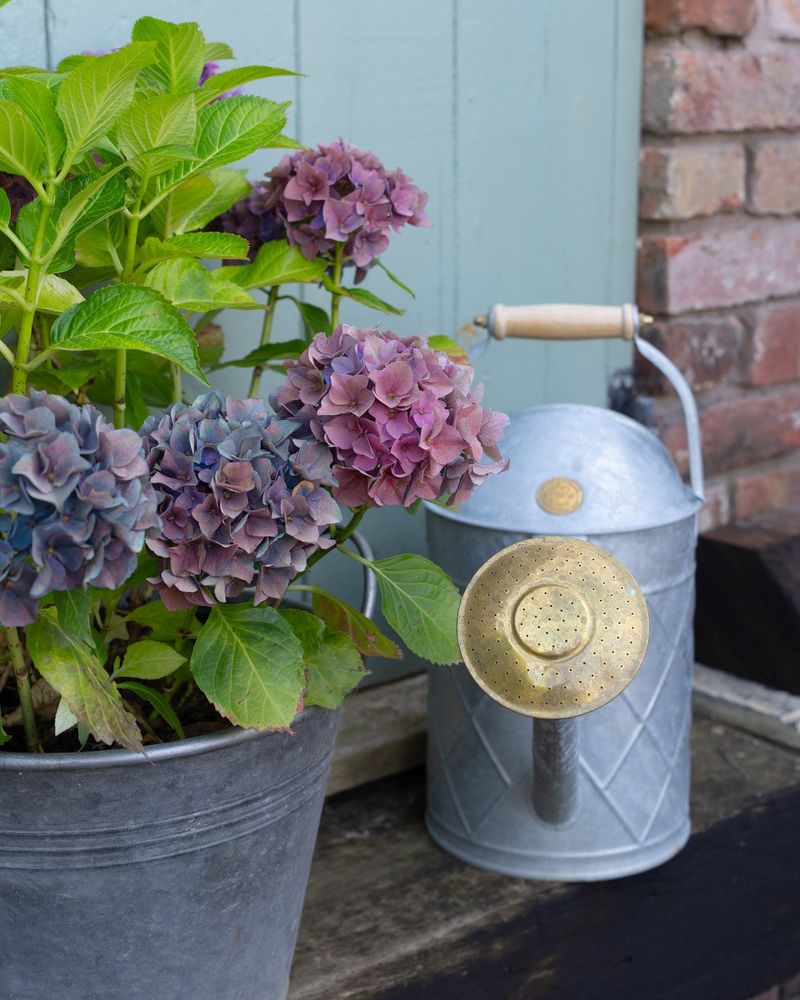 Increase Watering Frequency for Potted Hydrangeas