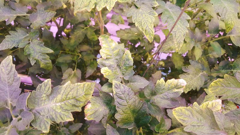 Potassium Deficiency