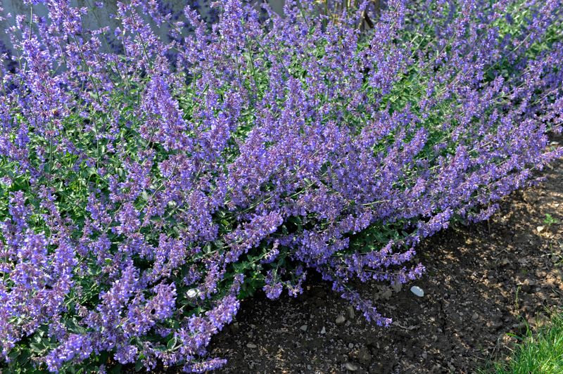 Catmint (Nepeta)