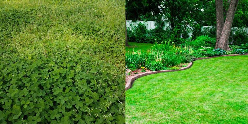 Choose whether to manage clover based on the lawn you want
