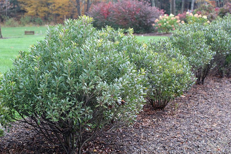 Inkberry Holly (Ilex glabra)