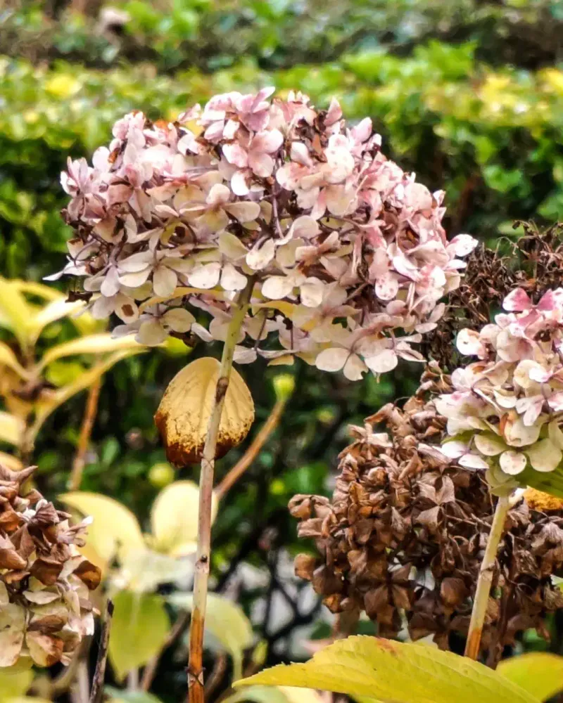 Preserve potential buds; don’t force a fall fix