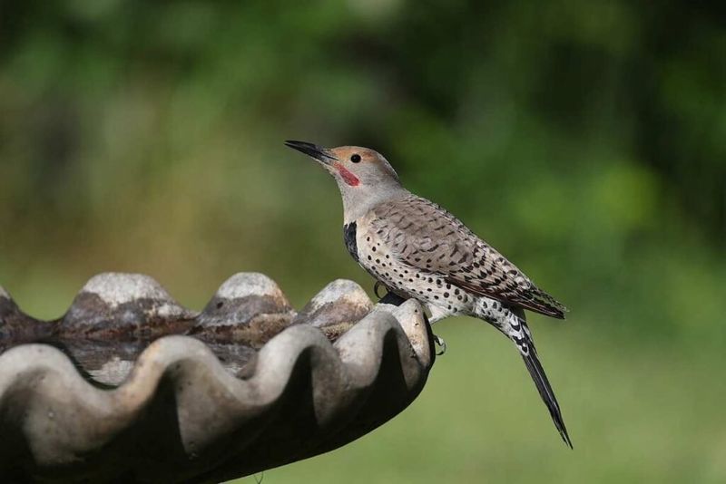 Northern Flicker