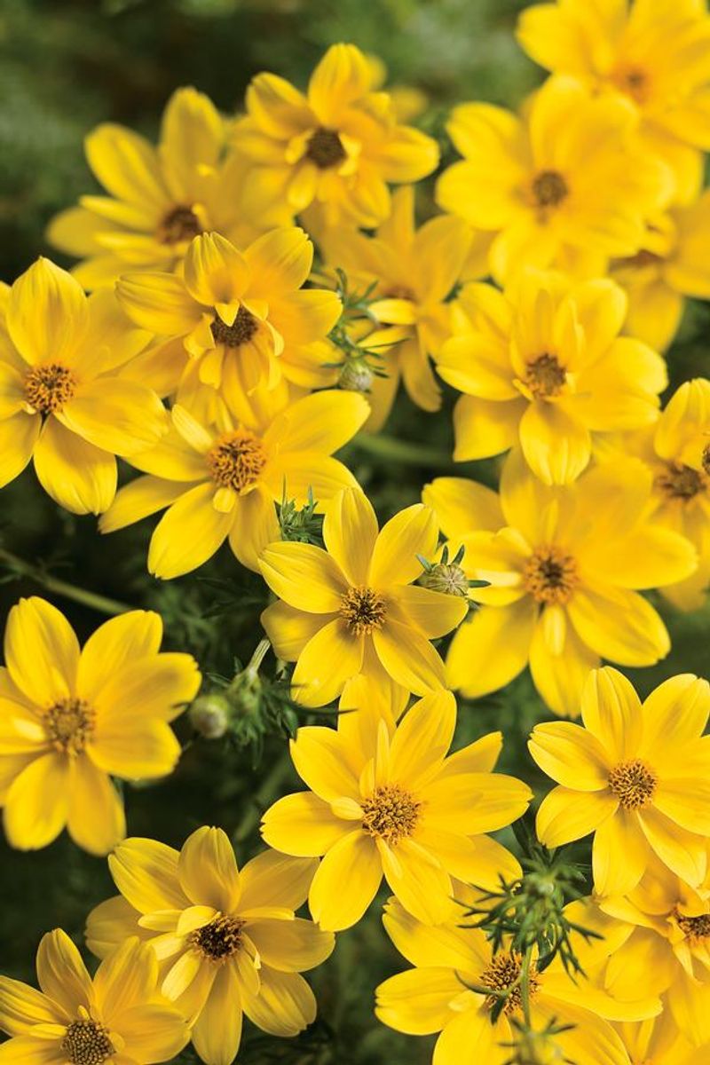 Bidens