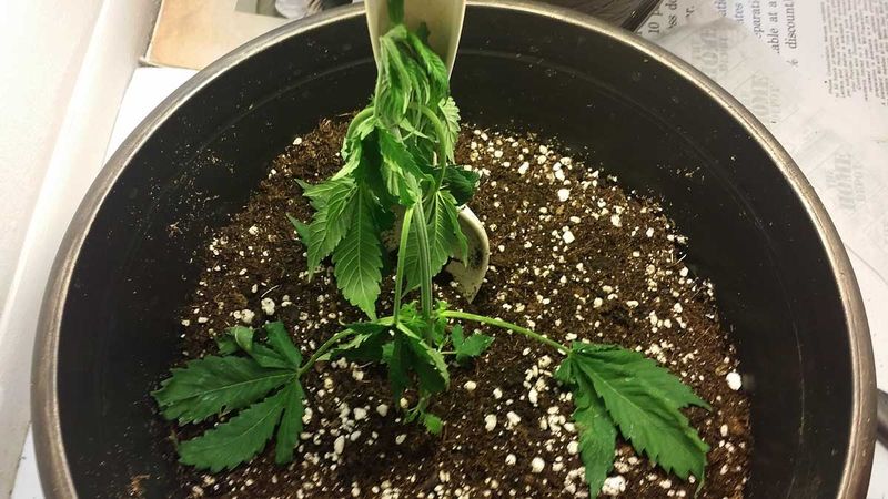 Lightweight Pot And Fast-Draining Water (Underwatering)