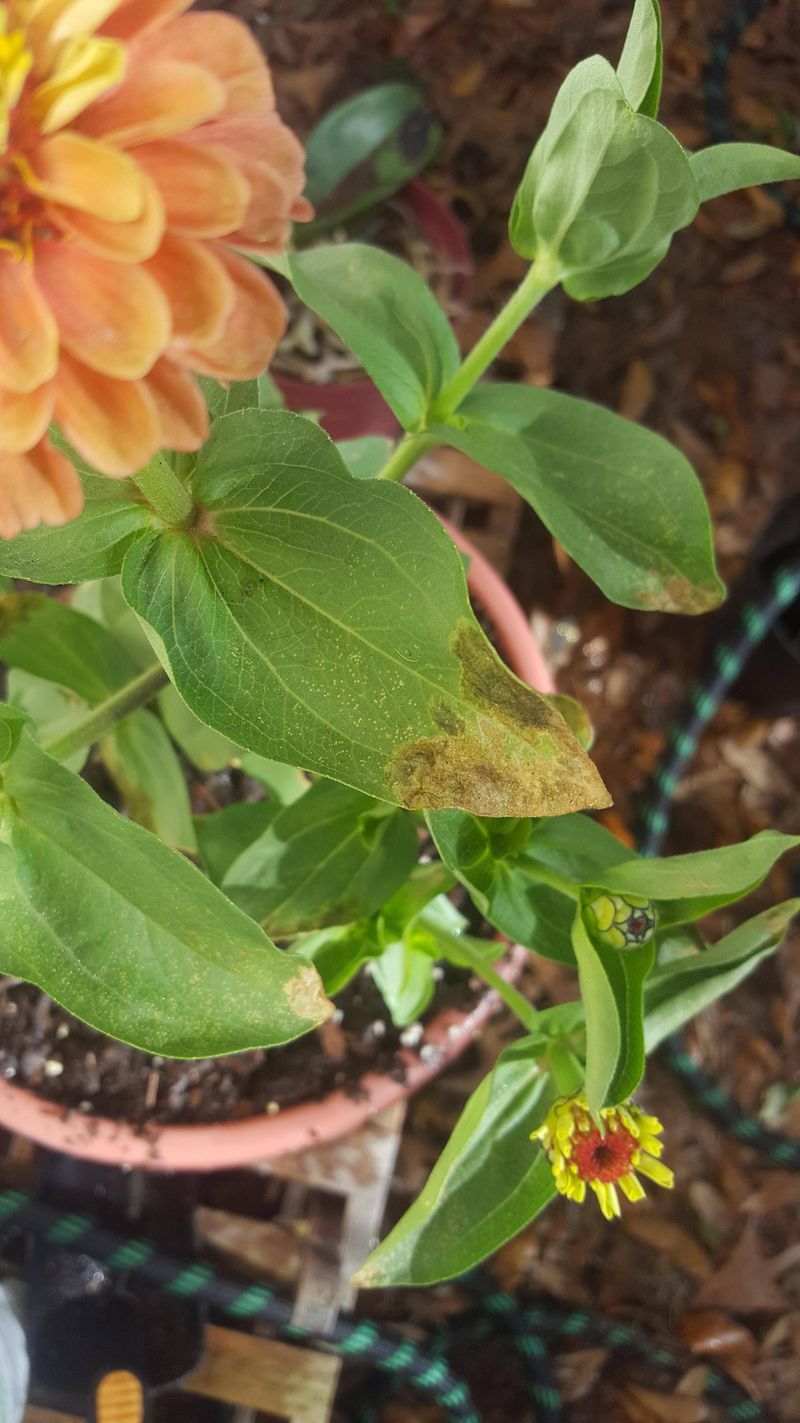 Brown Crispy Leaf Edges