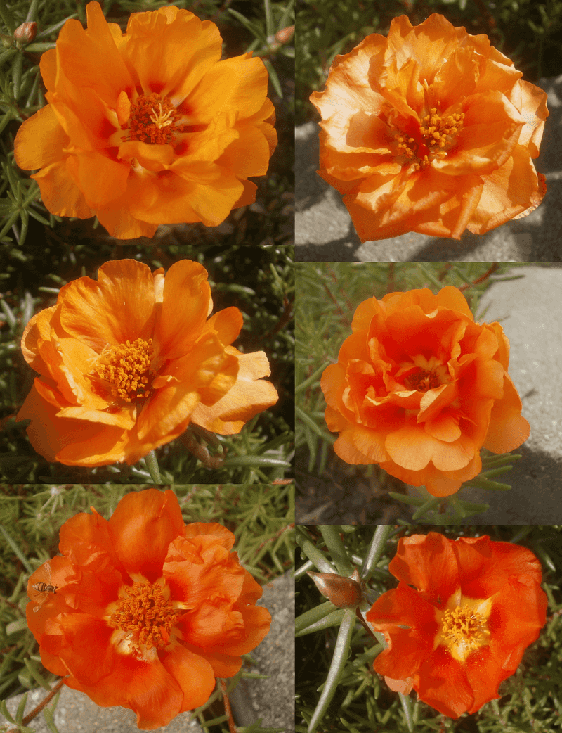 Watch several flowers before judging the plant