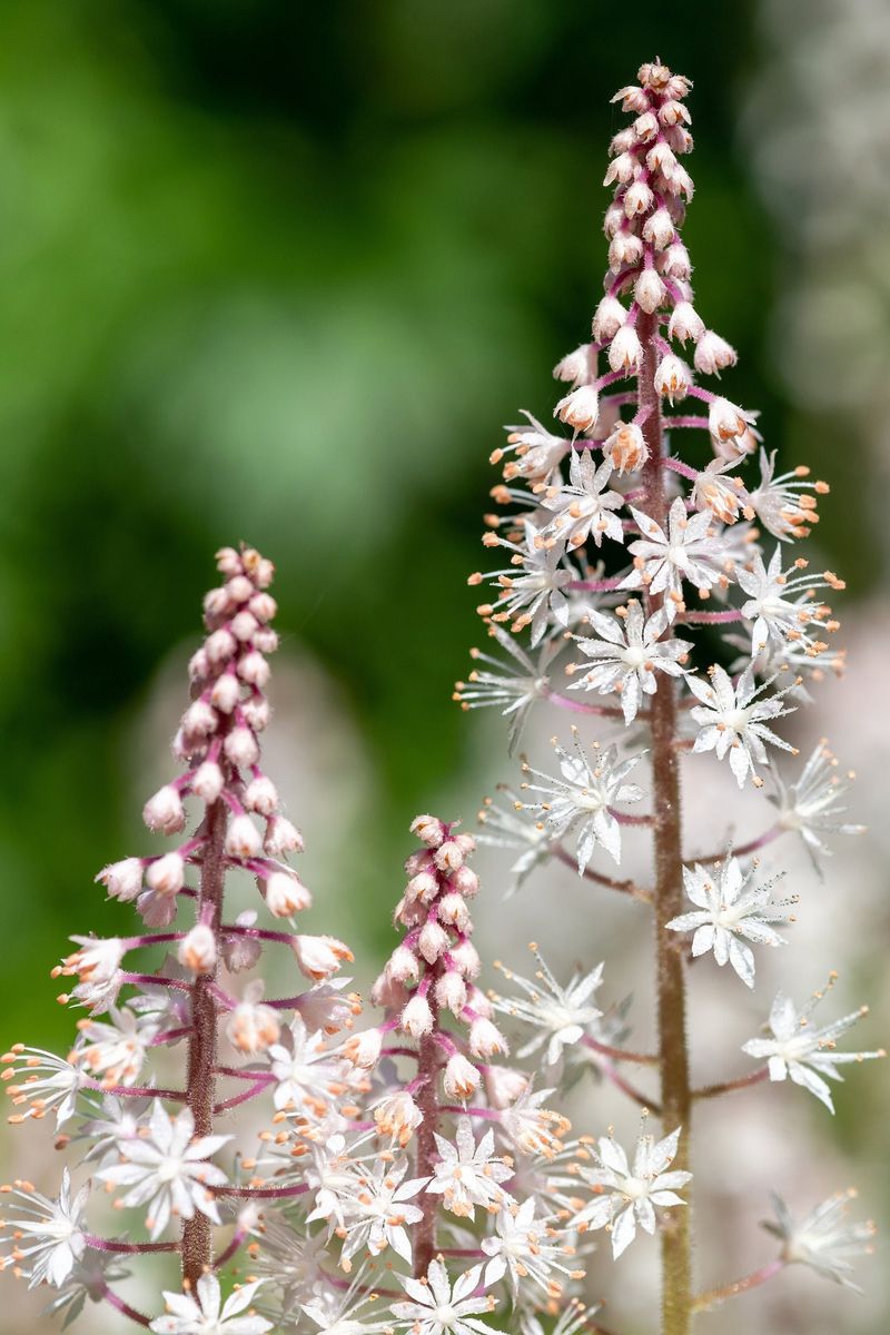 Foamflower (Tiarella cordifolia)