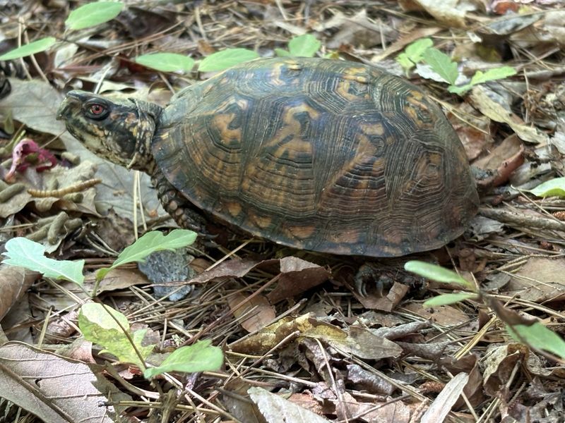 What the Turtle’s Presence Says About Your Yard