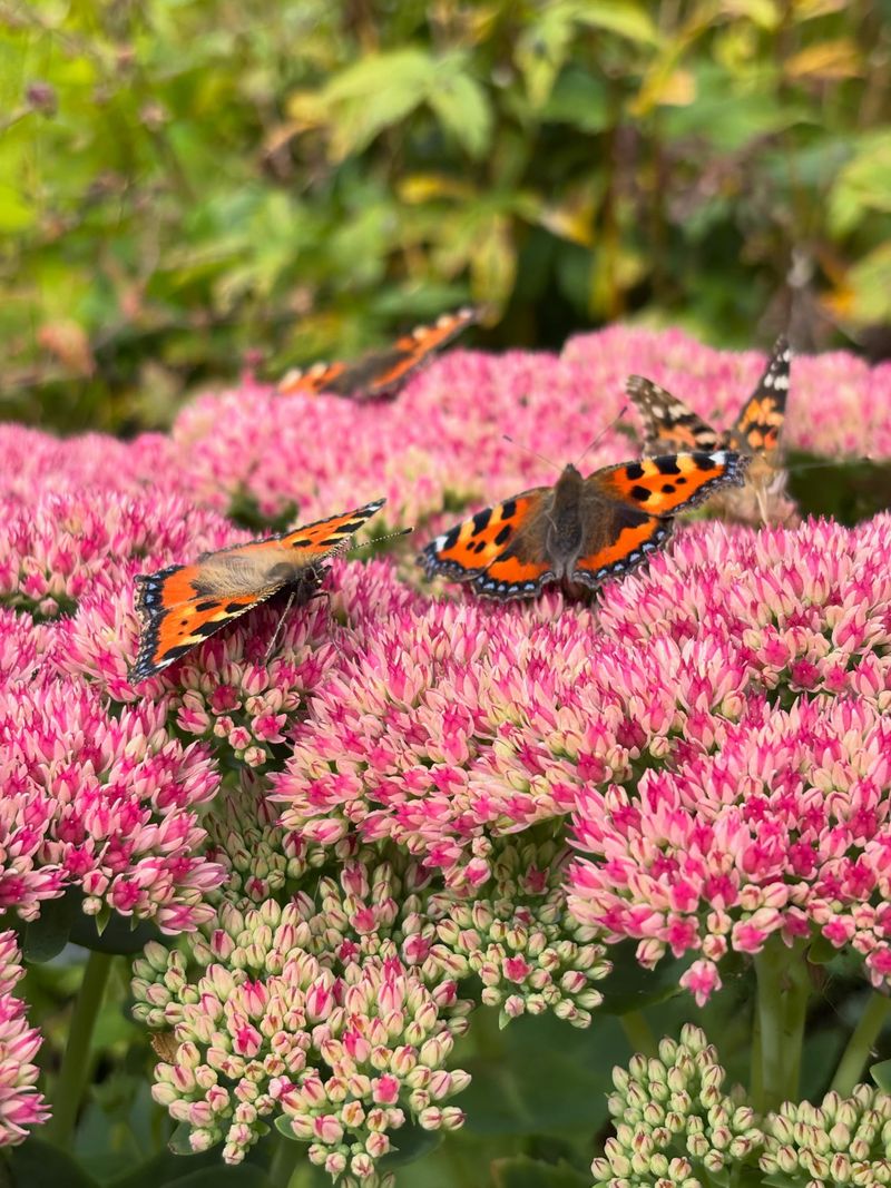 Sedum