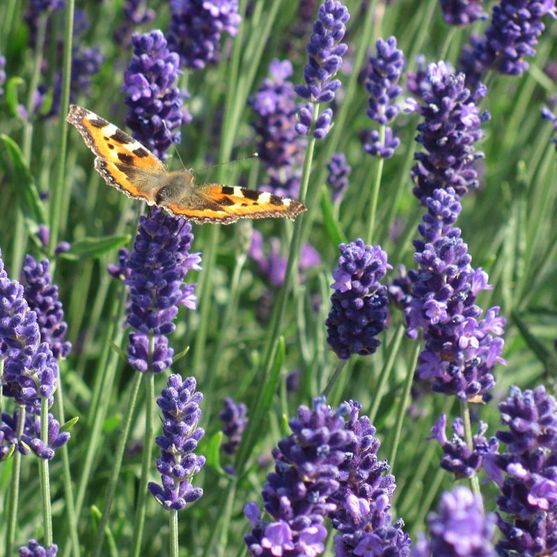 Lavender