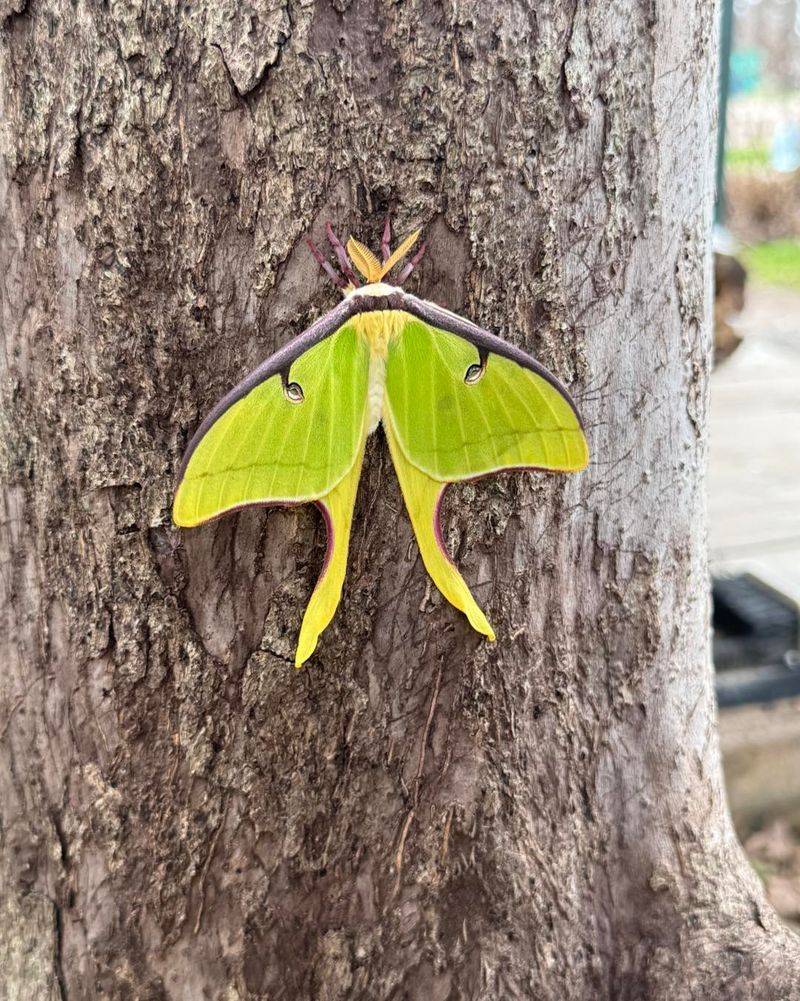 Nearby hardwoods offer the real habitat clue
